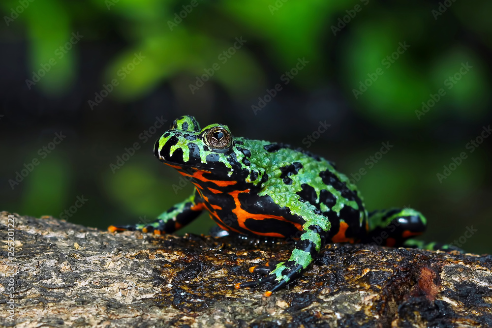 Oriental Fire Bellied Toad, Fire belly small toad on wood Oriental Fire Bellied Toad, Fire belly small toad on wood