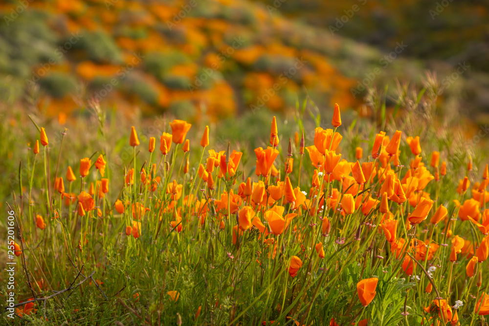 Golden poppies fields in Walker Canyon Lake Elsinore spring 2019 Golden poppies fields in Walker Canyon Lake Elsinore spring 2019