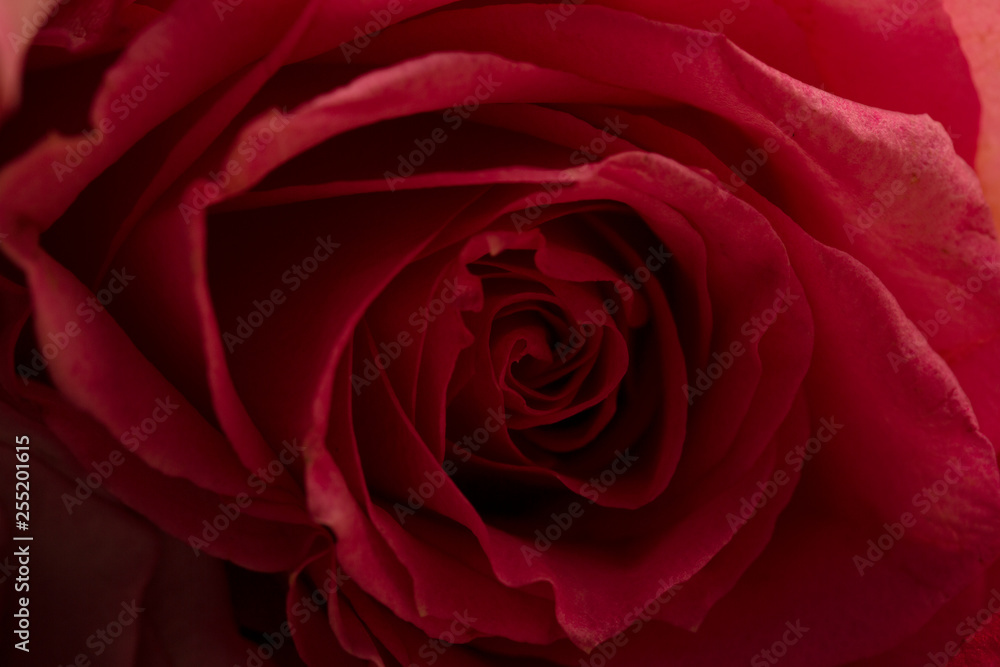 Rose Rose