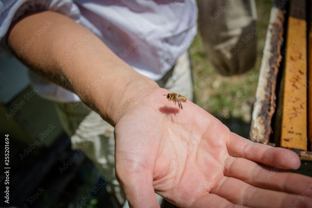 Bee in hand