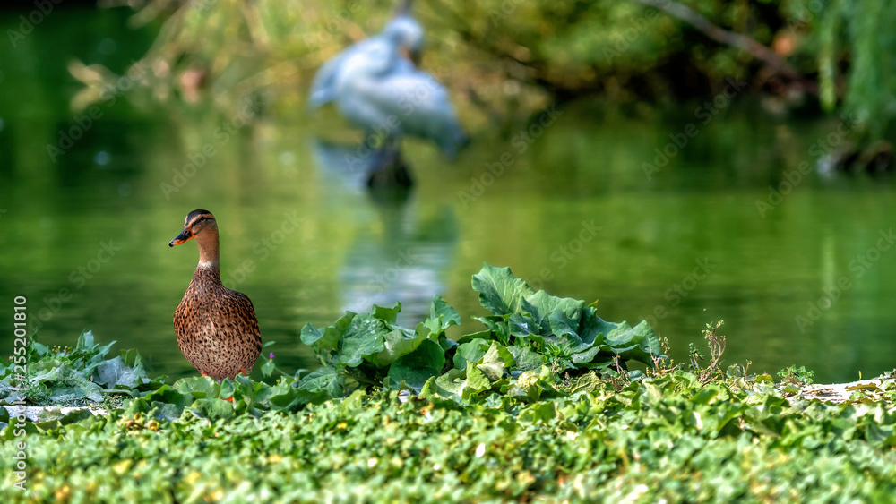 Mallard duck - close-up of a mallard duck near the green water. Portrait of a charming Mallard duck. Mallard duck - close-up of a mallard duck near the green water. Portrait of a charming Mallard duck.