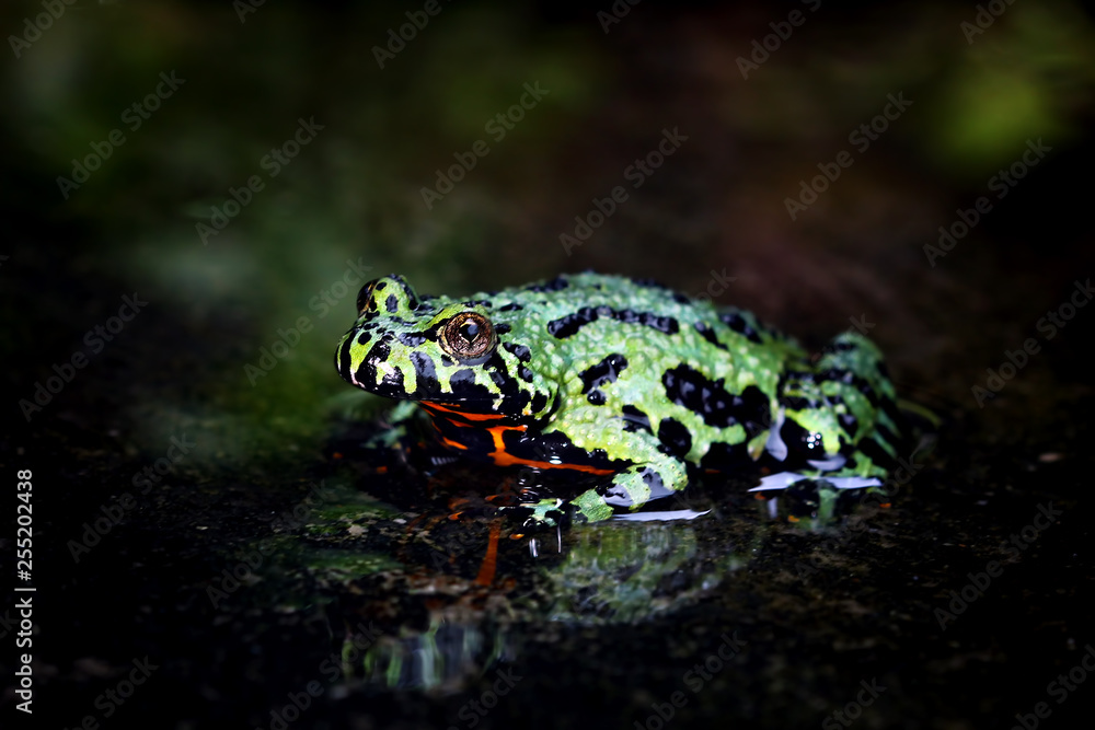 Oriental Fire Bellied Toad on water with reflections, Fire belly toad Oriental Fire Bellied Toad on water with reflections, Fire belly toad