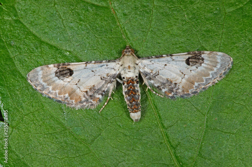 Eupithecia centaureata ([DENIS & SCHIFFERMÜLLER], 1775) Mondfleckiger Blütenspanner DE, NRW, Leverkusen 22.07.2016