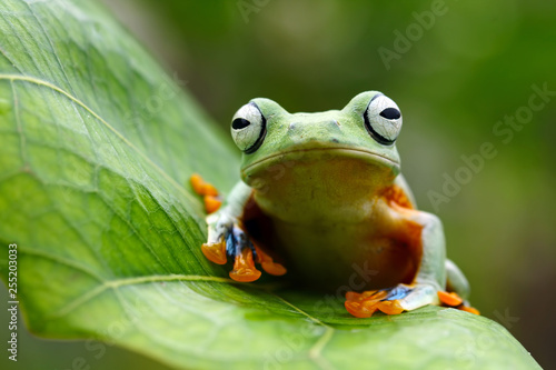 Green tree frog on leaf