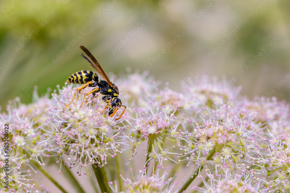Wasp collects nectar on the bud of the blooming hogweed Wasp collects nectar on the bud of the blooming hogweed