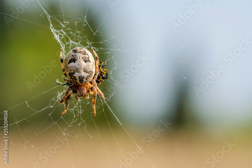 Female spider sits in the center of its web with prey photo