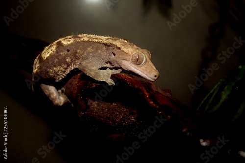 Crested Gecko on stick