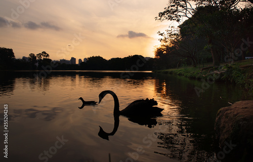 Ibirapuera Park in Sao Paulo  Brazil. Beautiful park in the middle of the biggest Brazilian city. Nature showing its beauty amidst great buildings.