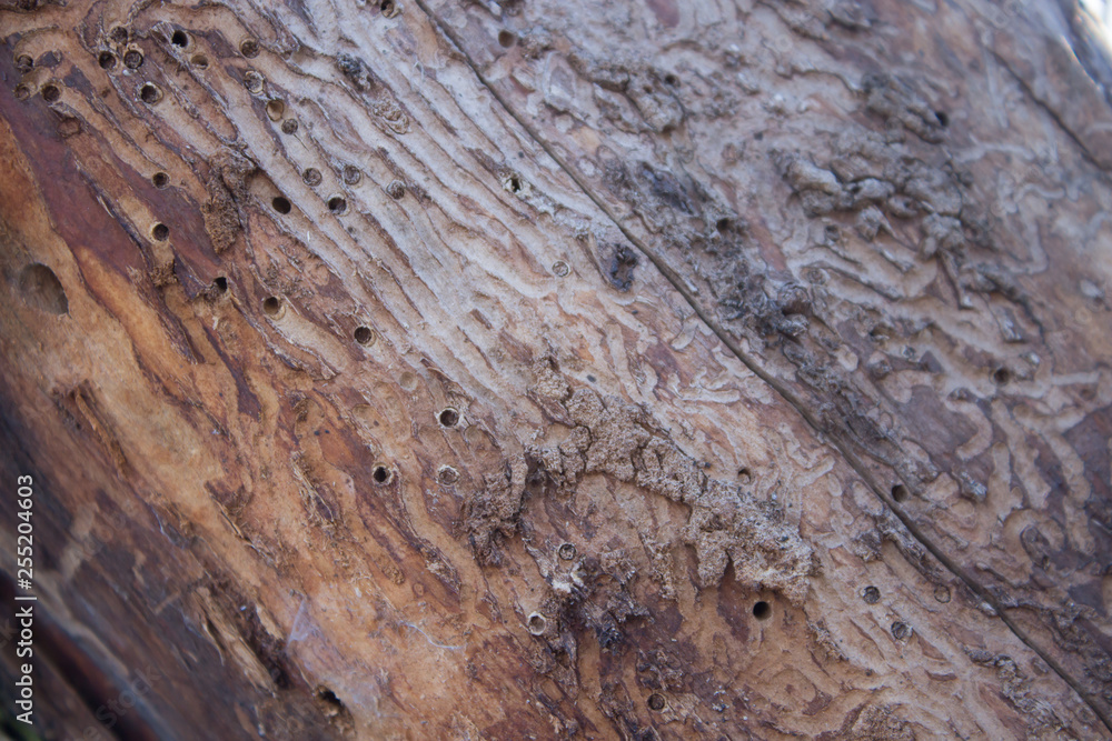 dry trunk of a tree eaten by bark beetles