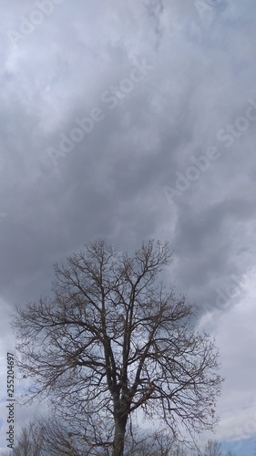 albero con cielo nuvoloso