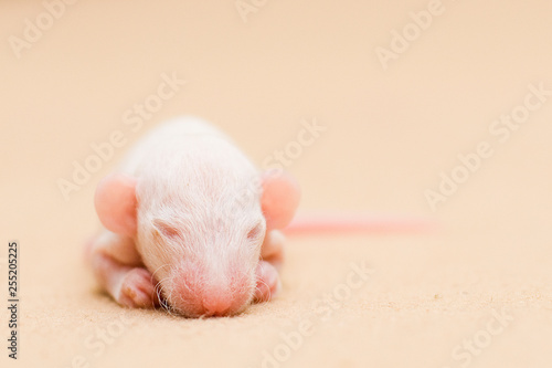 Pet. And little newborn baby  rat sleep.