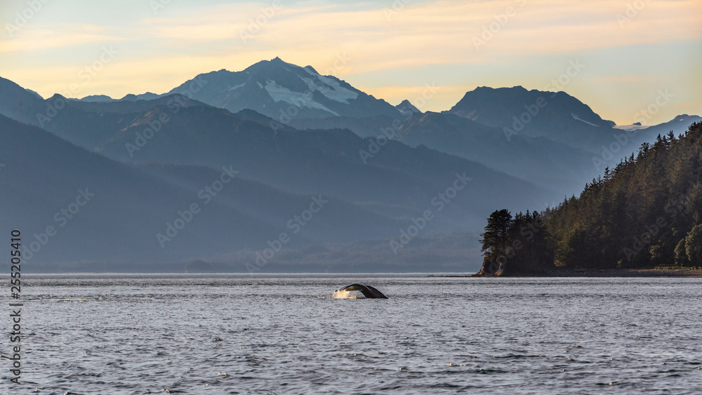 Whale watching in Juneau, Alaska