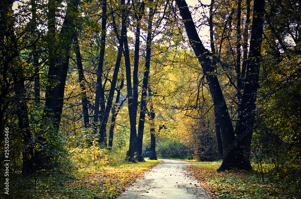 Obraz premium Autumn landscape. A walk in the Park. Forest.
