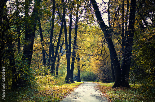 Autumn landscape. A walk in the Park. Forest. © Liliya