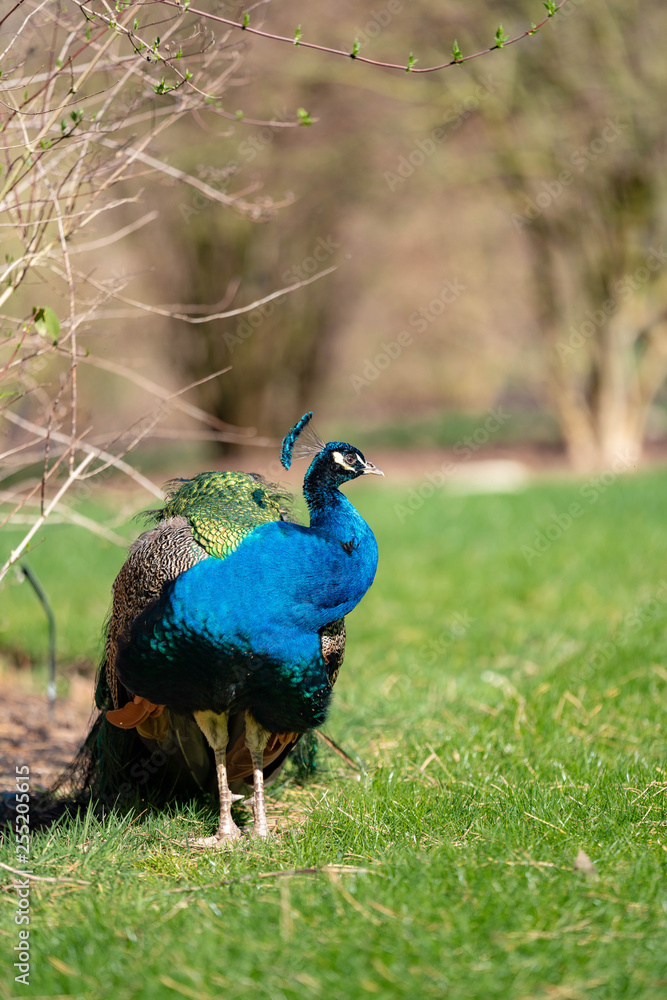 Obraz premium peacock in the park
