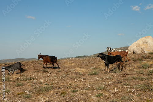 Livestock. Goats in the pasture in the mountains. © Мария Переродина