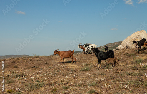Livestock. Goats in the pasture in the mountains. © Мария Переродина