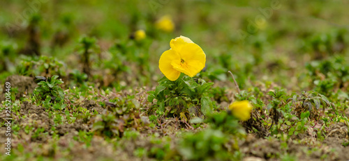 yellow single flower