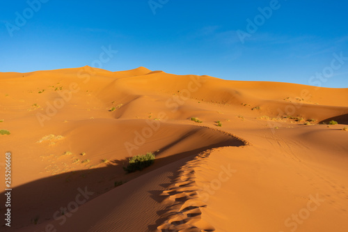 Footsteps along a Sand Dune in the Sahara Desert