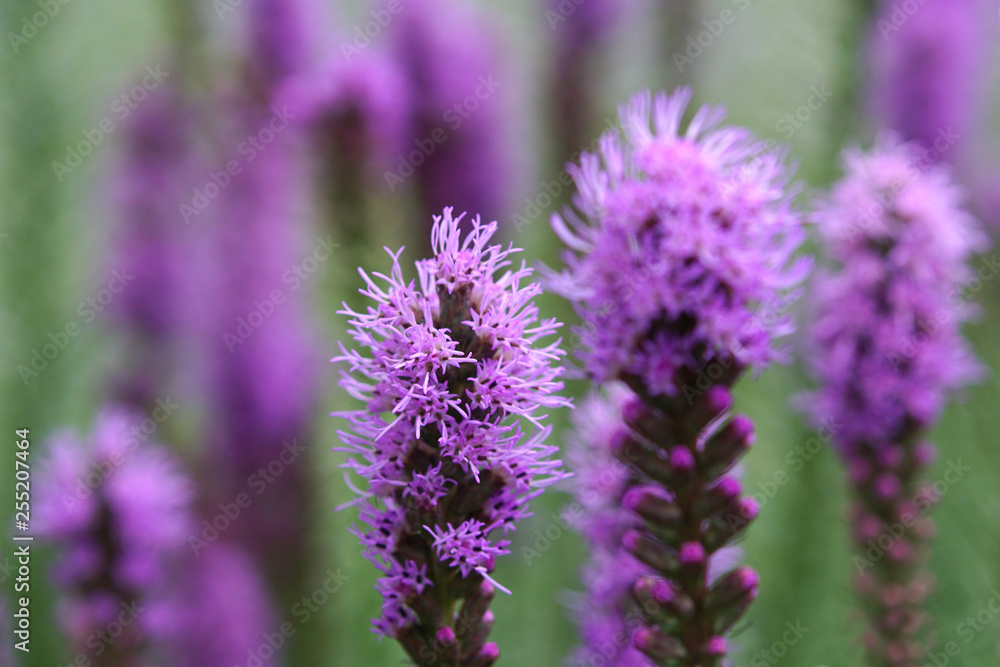 Prachtscharte-Blüten, Liatris flowers Prachtscharte-Blüten, Liatris flowers