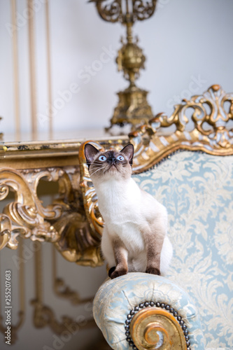 Beautiful rare breed of cat Mekongsky Bobtail female pet cat without tail sits interior of European architecture on retro vintage chic royal armchair 18th century Versailles palace. Baroque furniture photo