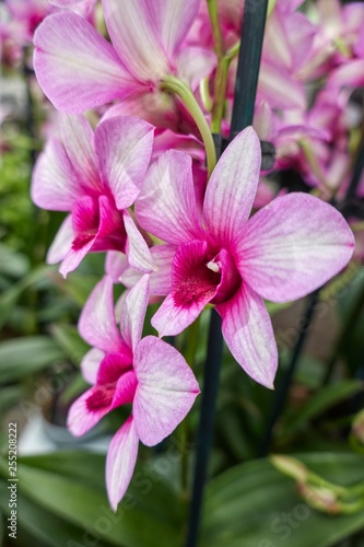 pink orchid in bloom in the garden