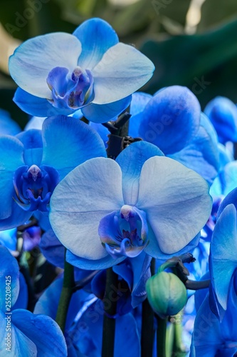 scenic blue orchid in bloom