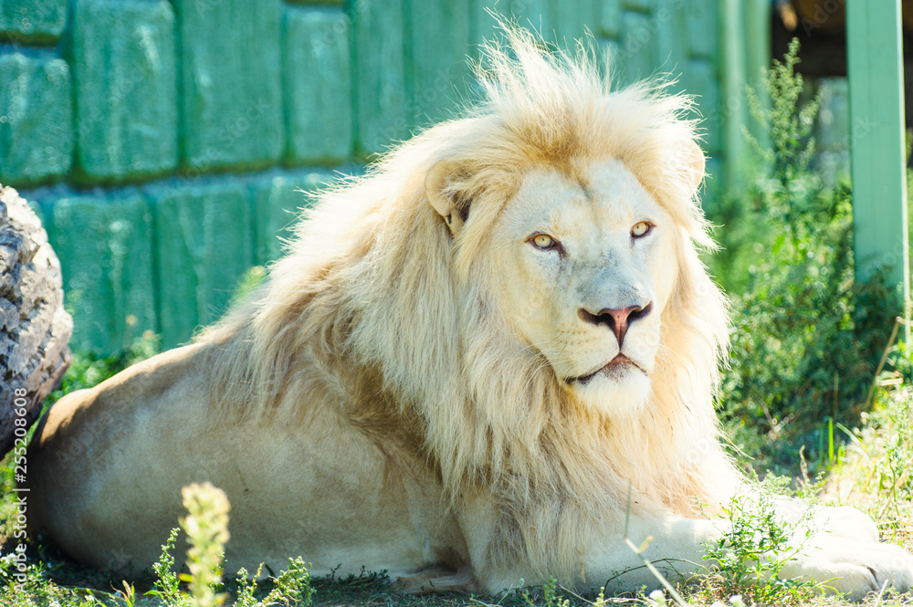 Naklejka premium beautiful white lion