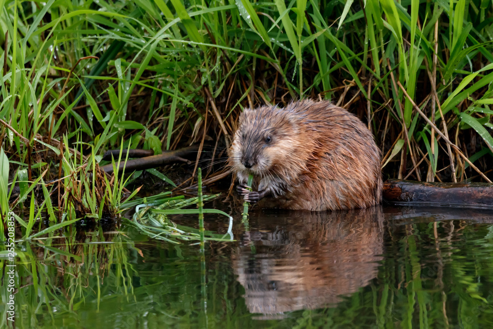 Muskrat eating grass on river. Cute common brown water rodent animal in wildlife. Muskrat eating grass on river. Cute common brown water rodent animal in wildlife.