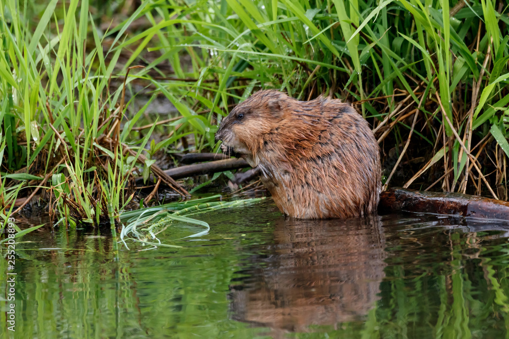 Muskrat eating grass on river. Cute common brown water rodent animal in wildlife. Muskrat eating grass on river. Cute common brown water rodent animal in wildlife.