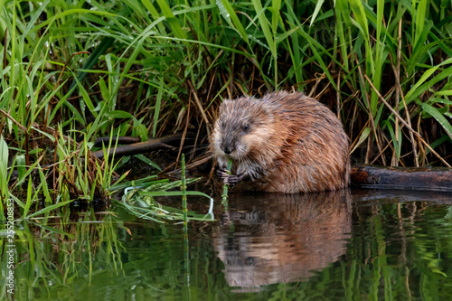 Картината върху платно Muskrat eating grass on river
