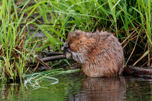 Muskrat cleaning face on river like facepalm. Cute common brown water rodent animal in wildlife.