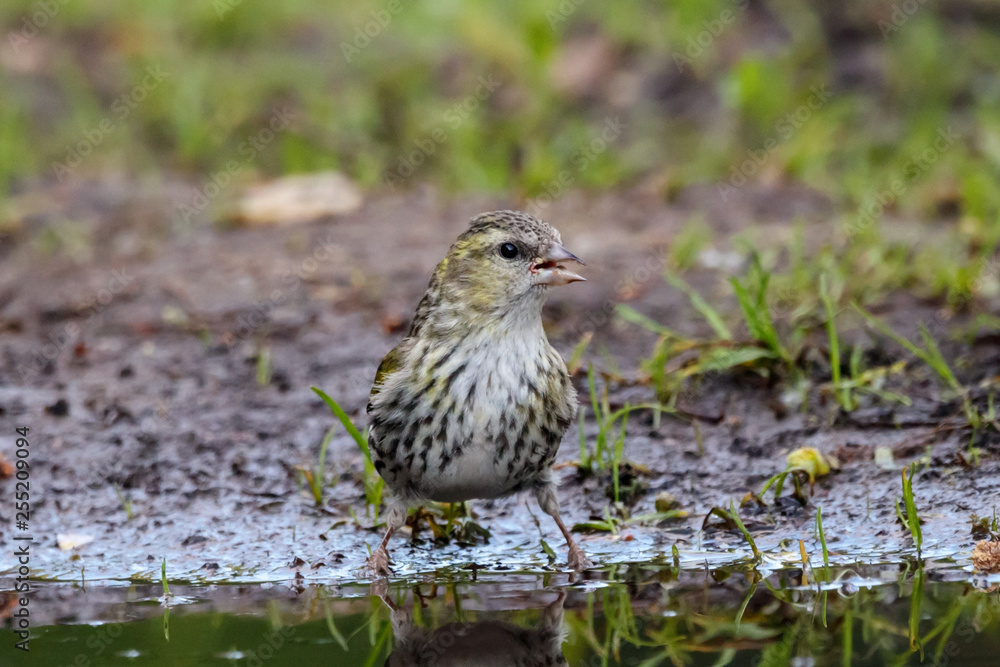 Eurasian siskin female drinking water from puddle. Cute little yellow songbird in wildlife. Eurasian siskin female drinking water from puddle. Cute little yellow songbird in wildlife.