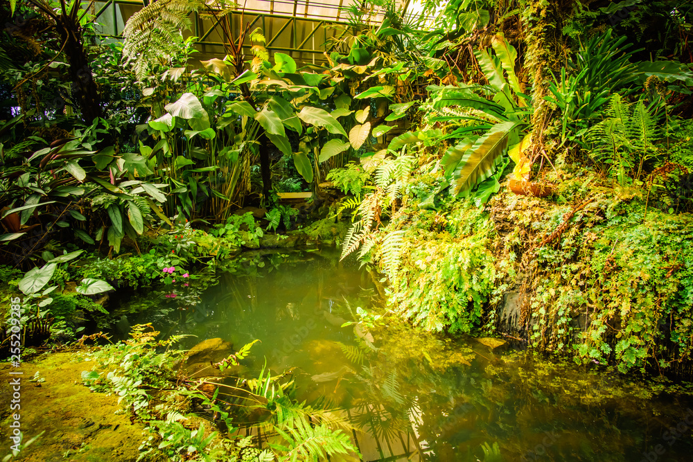 Obraz premium garden full of vegetation in Thailand with many plants and a small river