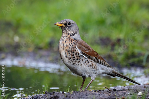 Fieldfare collecting dirt for nest. Cute common brown thrush on ground. Bird in wildlife.