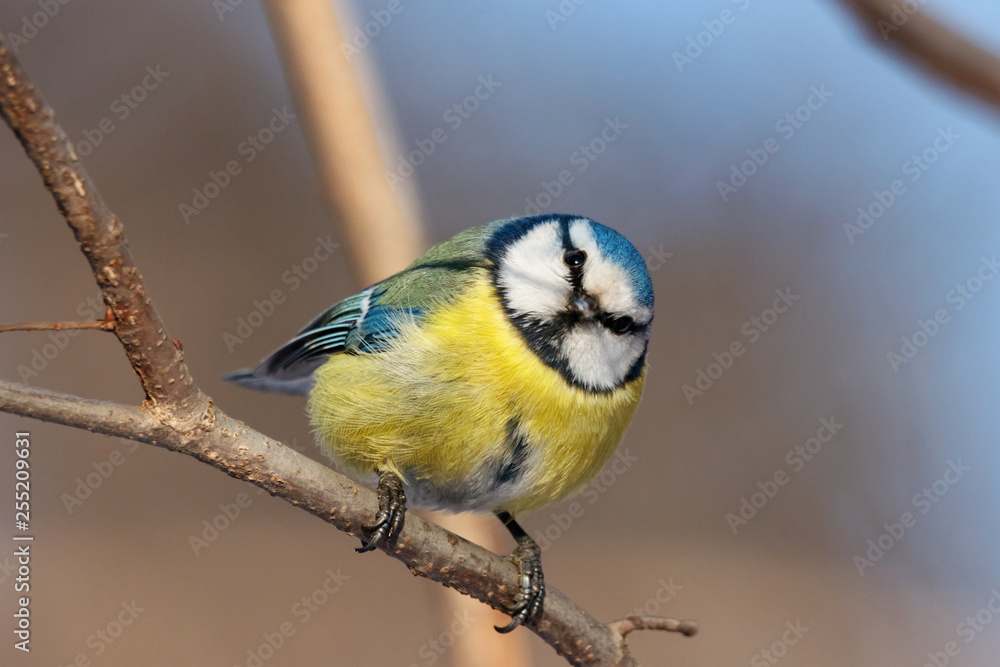 Fototapeta premium Blue tit sitting on branch of tree portrait. Cute bright common little yellow songbird in wildlife.