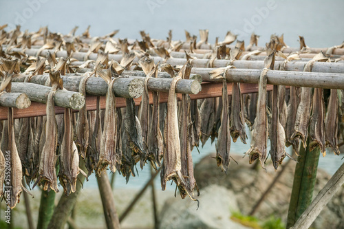 stockfish on drying racks in the Lofoten Island chain, northern Norway