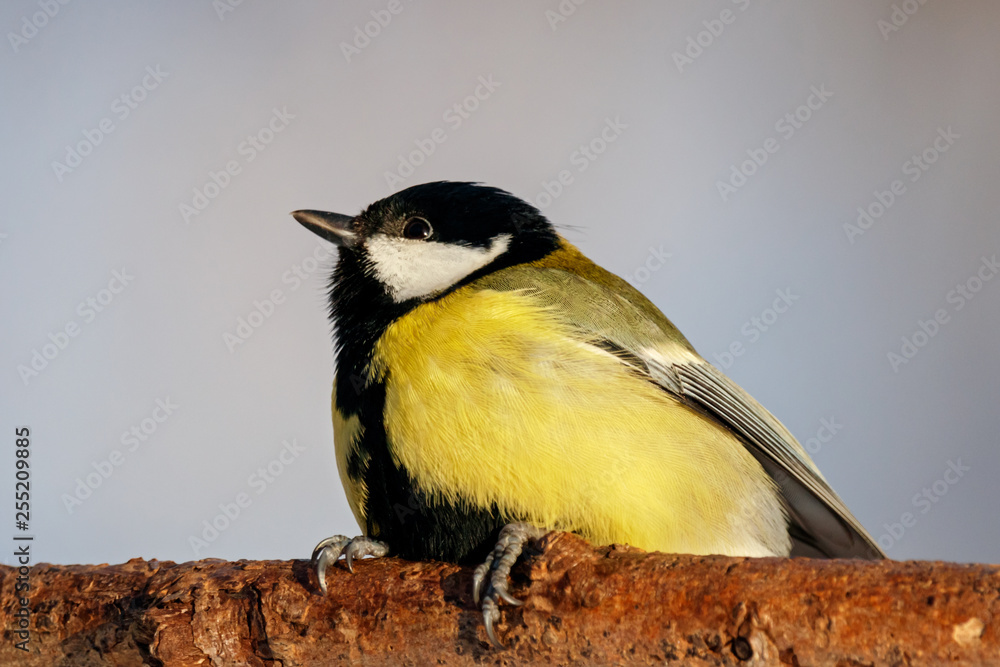 Obraz premium Great tit sitting on branch of tree portrait. Cute bright common park songbird in wildlife.