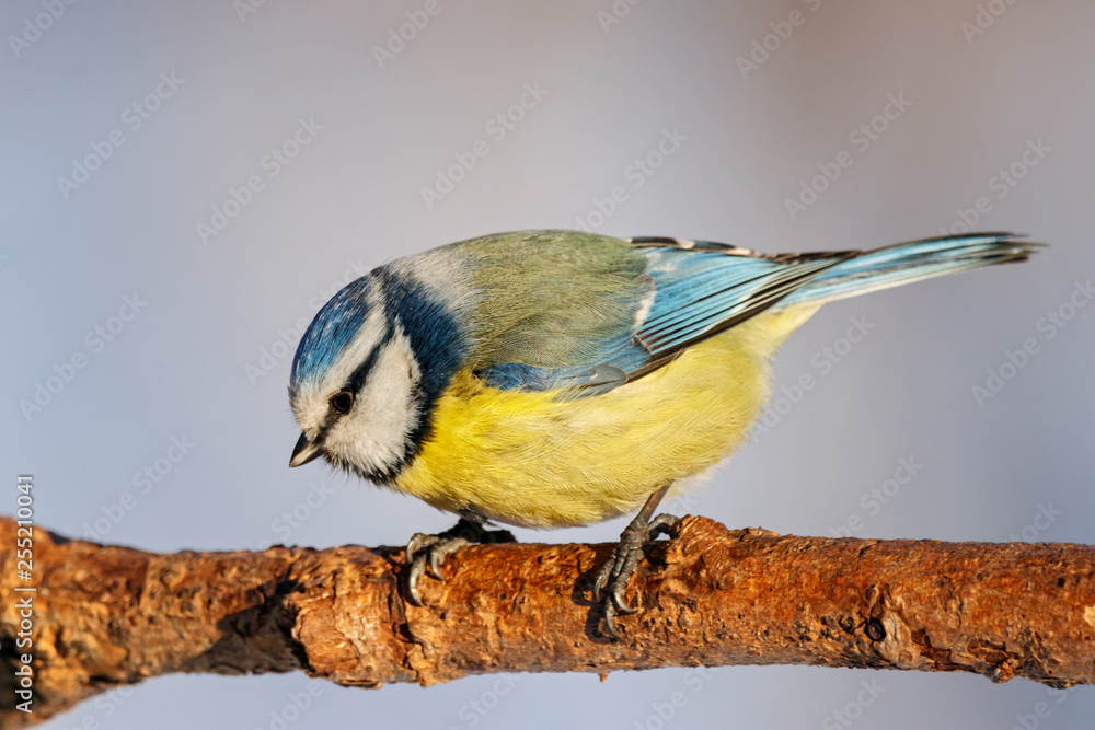 Obraz premium Blue tit sitting on branch of tree portrait. Cute bright common little yellow songbird in wildlife.