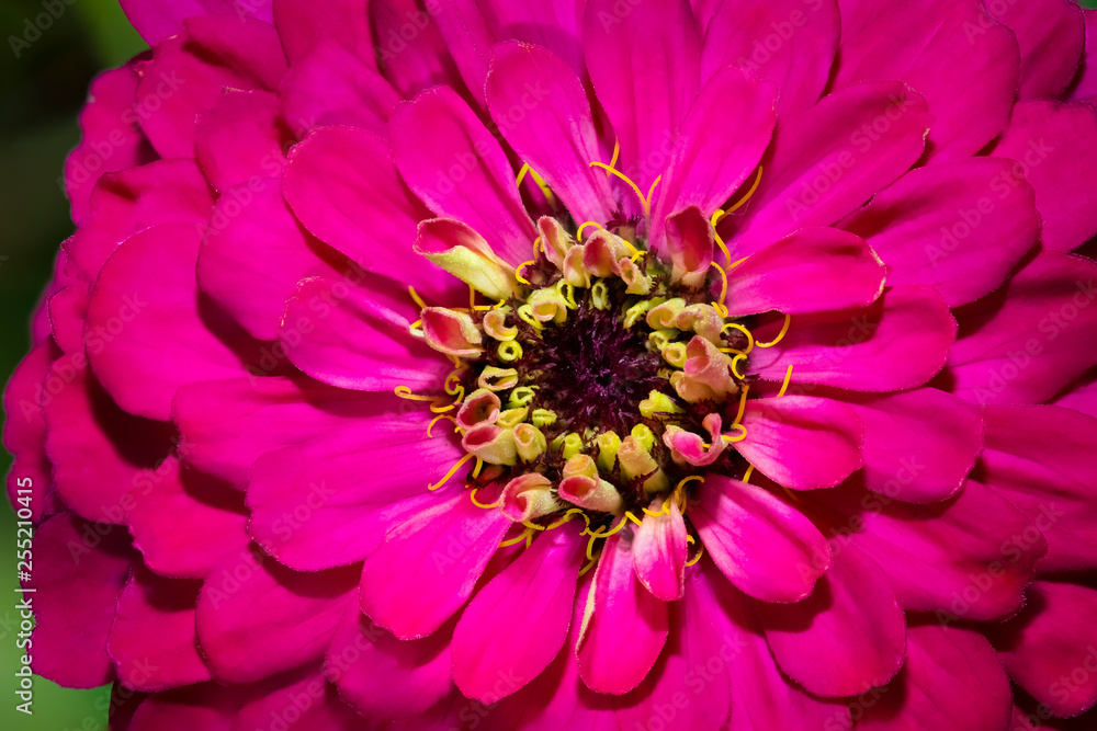 ZINNIA FLOWER