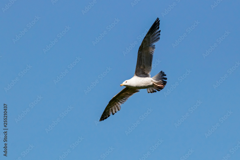 Caspian gull young flying under blue sky. Large waterbird in wildlife. Caspian gull young flying under blue sky. Large waterbird in wildlife.