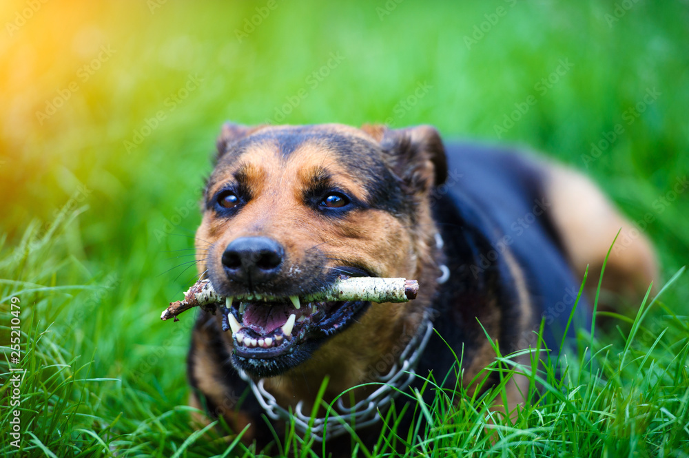 Funny dog with a stick in the teeth Funny dog with a stick in the teeth