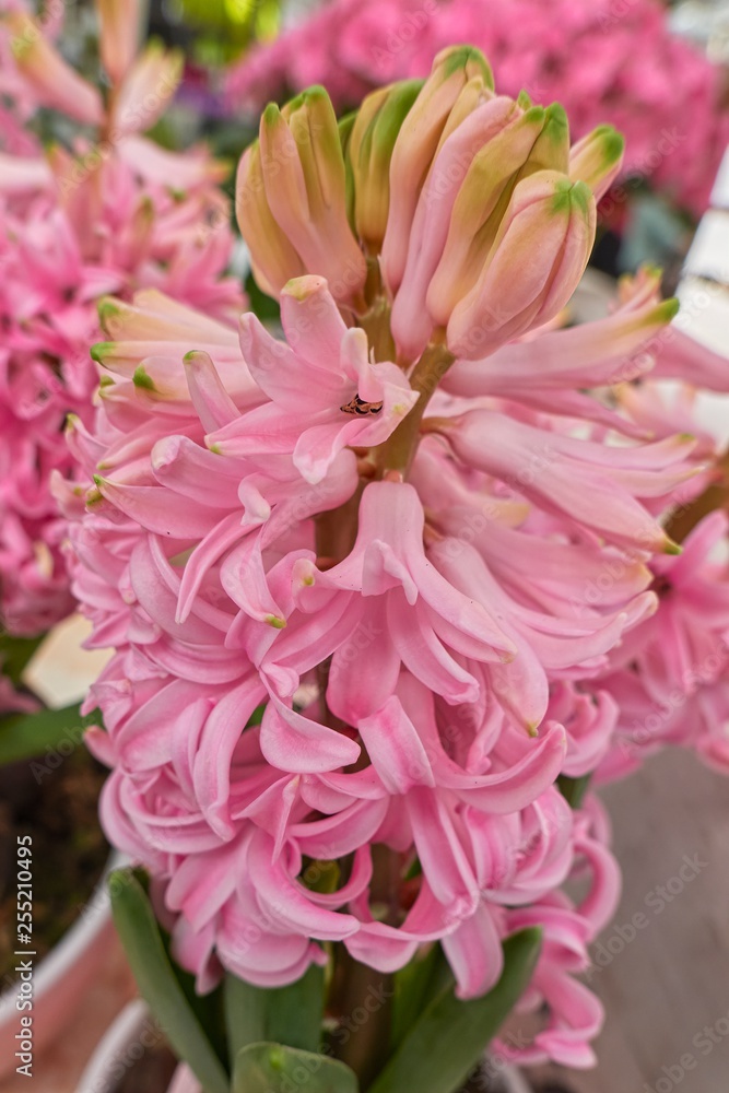 pink hyacinth in the vase pink hyacinth in the vase