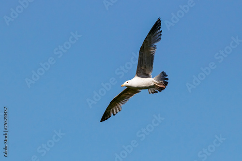 Caspian gull young flying under blue sky. Large waterbird in wildlife.