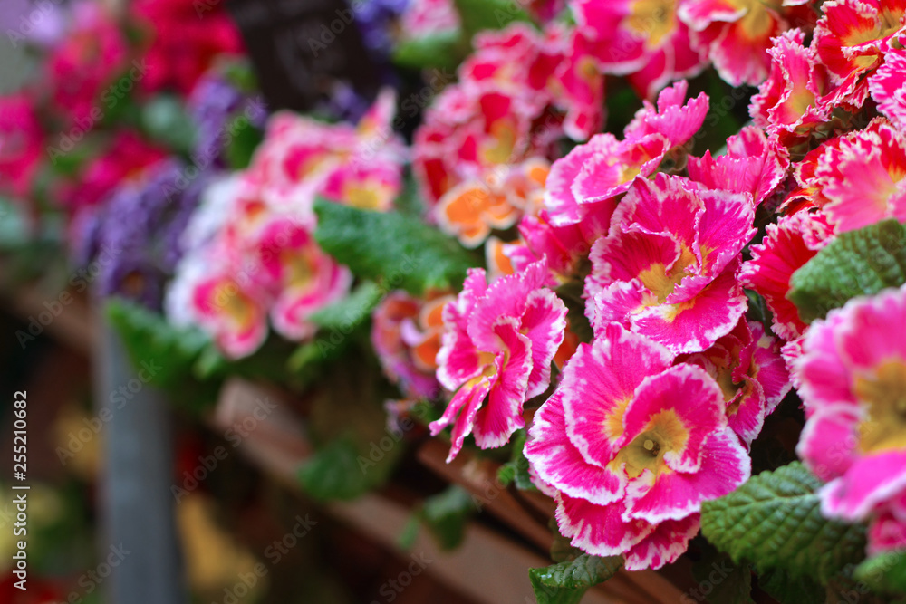 Pink Primula spring flowers with yellow middle and white tips on flower stand with blurry flowers in background Pink Primula spring flowers with yellow middle and white tips on flower stand with blurry flowers in background
