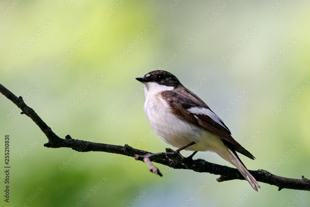 European pied flycatcher male singing on branch of birch tree. Cute black white common park songbird. Bird in wildlife. European pied flycatcher male singing on branch of birch tree. Cute black white common park songbird. Bird in wildlife.