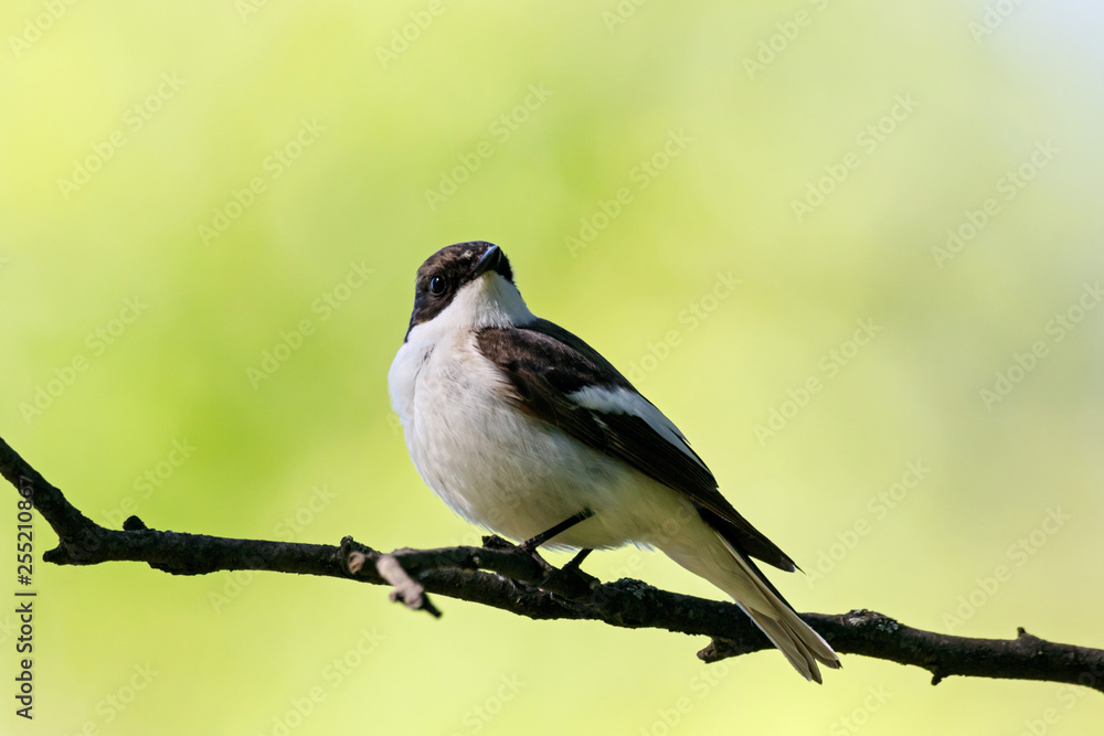European pied flycatcher male singing on branch of birch tree. Cute black white common park songbird. Bird in wildlife. European pied flycatcher male singing on branch of birch tree. Cute black white common park songbird. Bird in wildlife.