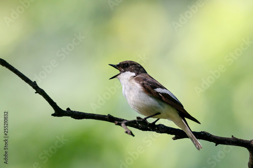 European pied flycatcher male singing on branch of birch tree. Cute black white common park songbird. Bird in wildlife.