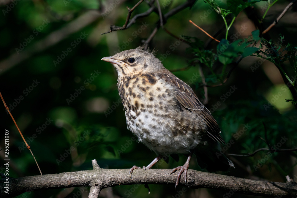 Fieldfare juvenile sitting on branch of bush. Cute common baby thrush. Bird in wildlife. Fieldfare juvenile sitting on branch of bush. Cute common baby thrush. Bird in wildlife.