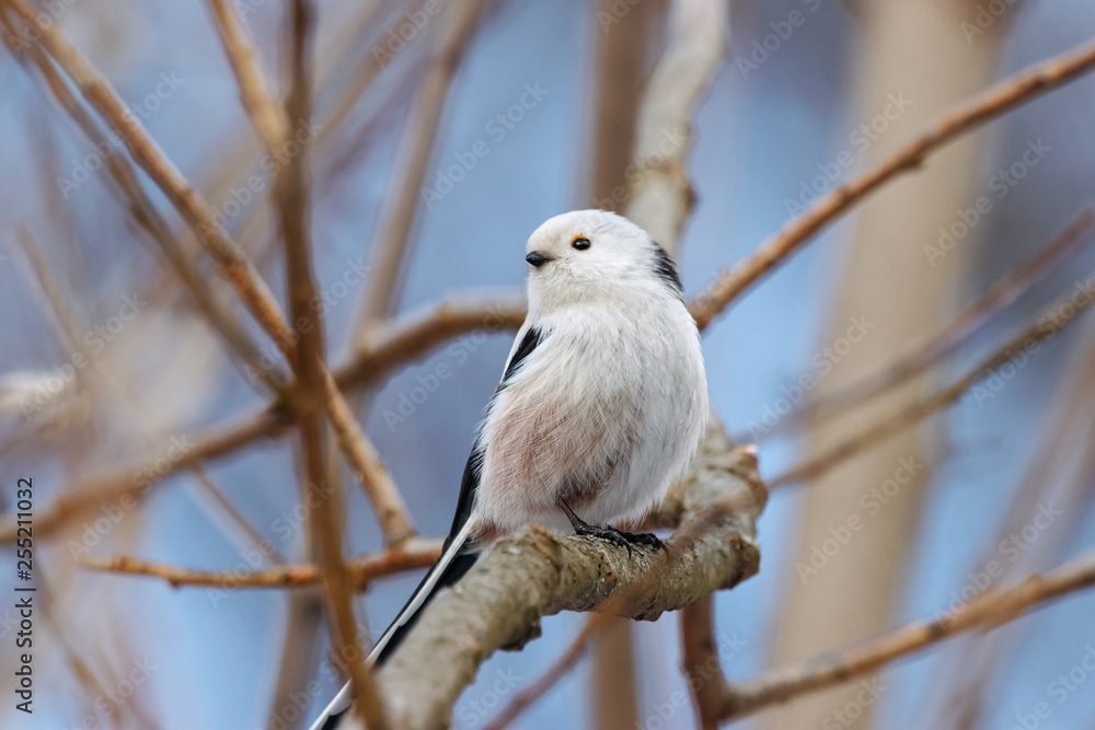 Long-tailed tit (aegithalos caudatus) sitting on branch of bush. Cute white funny songbird. Bird in wildlife. Long-tailed tit (aegithalos caudatus) sitting on branch of bush. Cute white funny songbird. Bird in wildlife.